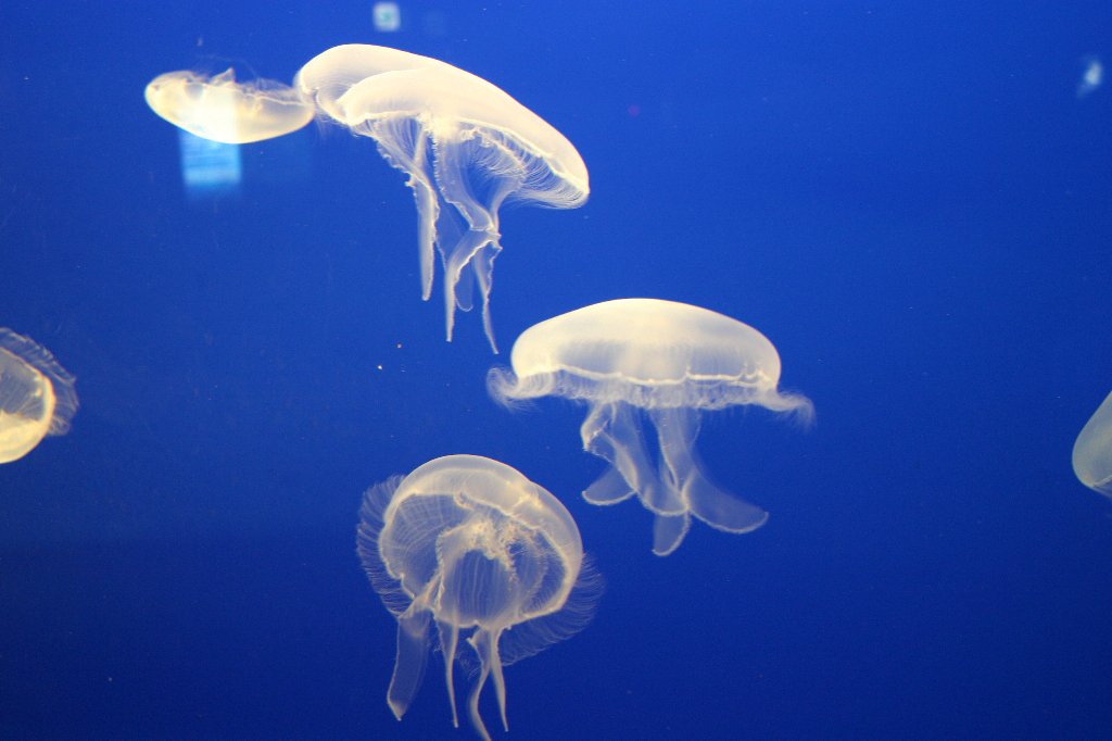 昨年オープンした新江ノ島水族館に行ってきました。